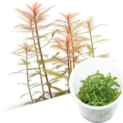 ADA IC403, Proserpinaca palustris Cuba, Mermaid Weed, Tropica Proserpinaca, aquarium stem plant, copper red aquascape plant, high-tech midground stem, CO₂ aquarium plant, tissue culture Proserpinaca, finely toothed aquarium plant, planted tank accent plant