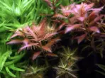 ADA IC403, Proserpinaca palustris Cuba, Mermaid Weed, Tropica Proserpinaca, aquarium stem plant, copper red aquascape plant, high-tech midground stem, CO₂ aquarium plant, tissue culture Proserpinaca, finely toothed aquarium plant, planted tank accent plant