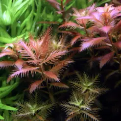 ADA IC403, Proserpinaca palustris Cuba, Mermaid Weed, Tropica Proserpinaca, aquarium stem plant, copper red aquascape plant, high-tech midground stem, CO₂ aquarium plant, tissue culture Proserpinaca, finely toothed aquarium plant, planted tank accent plant