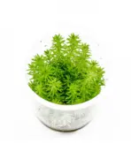 Pogostemon erectus, aquatic conifer stem plant, background stem aquarium plant, medium-high light stem, CO₂ aquarium background plant, tissue culture Pogostemon, planted tank background accent, needle-foliage aquarium plant, Aquaforesta IC405, elegant aquascape stem plant