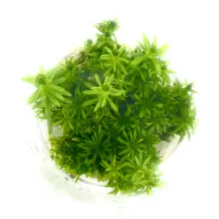 Pogostemon erectus, aquatic conifer stem plant, background stem aquarium plant, medium-high light stem, CO₂ aquarium background plant, tissue culture Pogostemon, planted tank background accent, needle-foliage aquarium plant, Aquaforesta IC405, elegant aquascape stem plant