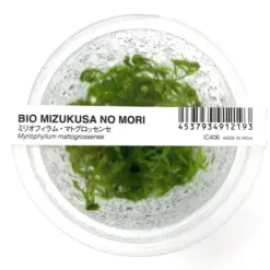 ADA IC406 , Myriophyllum mattogrossense, feathered stem plant, Amazon milfoil, background aquarium plant, fast-growing stem plant, aquarium Myriophyllum, tissue culture Myriophyllum, planted tank background, aquarium foliage carpet, easy aquarium stem