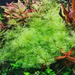 ADA IC406 , Myriophyllum mattogrossense, feathered stem plant, Amazon milfoil, background aquarium plant, fast-growing stem plant, aquarium Myriophyllum, tissue culture Myriophyllum, planted tank background, aquarium foliage carpet, easy aquarium stem