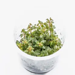 ADA IC407, Ludwigia repens super red, red stem aquarium plant, Ludwigia Super Red tissue culture, planted tank accent plant, CO₂ aquarium plant, high-tech red plant, midground red stem, aquarium red foliage, bold aquatic plant, vibrant background plant