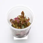 ADA IC408, Alternanthera reineckii mini, A. reineckii Mini, compact red stem plant, red aquarium plant, CO₂ aquarium plant, tissue culture Alternanthera, midground red accent, high-tech stem plant, planted tank red foliage, background red plant