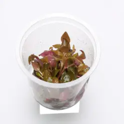 ADA IC408, Alternanthera reineckii mini, A. reineckii Mini, compact red stem plant, red aquarium plant, CO₂ aquarium plant, tissue culture Alternanthera, midground red accent, high-tech stem plant, planted tank red foliage, background red plant