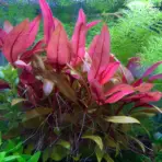 ADA IC408, Alternanthera reineckii mini, A. reineckii Mini, compact red stem plant, red aquarium plant, CO₂ aquarium plant, tissue culture Alternanthera, midground red accent, high-tech stem plant, planted tank red foliage, background red plant