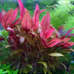 ADA IC408, Alternanthera reineckii mini, A. reineckii Mini, compact red stem plant, red aquarium plant, CO₂ aquarium plant, tissue culture Alternanthera, midground red accent, high-tech stem plant, planted tank red foliage, background red plant