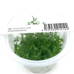 ADA IC419, Rotala sp Vietnam, Rotala Vietnam tissue culture, red-pink stem aquarium plant, high-tech stem plant, CO₂ aquarium plant, midground Rotala, planted tank accent plant, Vietnamese aquatic plant, advanced aquarium plant, elegant stem foliage