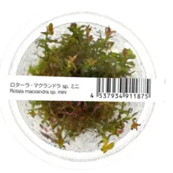 ADA IC438, Rotala macrandra mini, Rotala macrandra sp mini, compact pink stem plant, high-tech stem aquarium plant, tissue culture Rotala, CO₂ aquarium plant, midground red accent, Southeast Asia aquatic stem, advanced aquarium plant, planted tank accent foliage