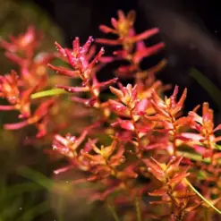 ADA IC438, Rotala macrandra mini, Rotala macrandra sp mini, compact pink stem plant, high-tech stem aquarium plant, tissue culture Rotala, CO₂ aquarium plant, midground red accent, Southeast Asia aquatic stem, advanced aquarium plant, planted tank accent foliage