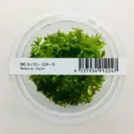 ADA IC439, Rotala sp Ceylon, Rotala Ceylon, Ceylon stem plant, background aquarium stem, fast-growing aquarium plant, tissue culture Rotala, CO₂ aquarium plant, pink-tinged Rotala, Sri Lanka aquatic plant, hardy stem background