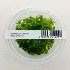 ADA IC439, Rotala sp Ceylon, Rotala Ceylon, Ceylon stem plant, background aquarium stem, fast-growing aquarium plant, tissue culture Rotala, CO₂ aquarium plant, pink-tinged Rotala, Sri Lanka aquatic plant, hardy stem background