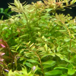 ADA IC439, Rotala sp Ceylon, Rotala Ceylon, Ceylon stem plant, background aquarium stem, fast-growing aquarium plant, tissue culture Rotala, CO₂ aquarium plant, pink-tinged Rotala, Sri Lanka aquatic plant, hardy stem background