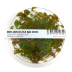 ADA IC441, Ludwigia arcuata, flame leaf stem plant, red accent foreground plant, high-tech stem plant, planted tank red stem, tissue culture Ludwigia, CO₂ aquarium plant, narrow leaf Ludwigia, Southeast USA aquatic plant, foreground accent stem