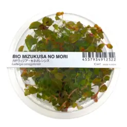 ADA IC441, Ludwigia arcuata, flame leaf stem plant, red accent foreground plant, high-tech stem plant, planted tank red stem, tissue culture Ludwigia, CO₂ aquarium plant, narrow leaf Ludwigia, Southeast USA aquatic plant, foreground accent stem