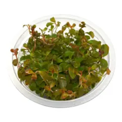 ADA IC441, Ludwigia arcuata, flame leaf stem plant, red accent foreground plant, high-tech stem plant, planted tank red stem, tissue culture Ludwigia, CO₂ aquarium plant, narrow leaf Ludwigia, Southeast USA aquatic plant, foreground accent stem