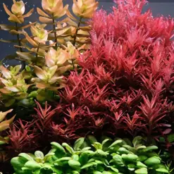 ADA IC443, Rotala rotundifolia Blood Red, Rotala Blood Red IC443, red aquarium stem plant, high-tech accent plant, CO₂ aquarium plant, deep red Rotala, planted tank midground plant, tissue culture Rotala, Southeast Asia stem plant, bold aquarium foliage
