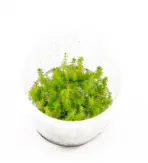 ADA IC452, Myriophyllum hippuroides Guinea, Mini Guyana Milfoil, compact milfoil aquarium plant, nano tank stem plant, feathery aquarium plant, CO₂ aquarium plant, background filler plant, tissue culture Myriophyllum, midground milfoil, tropical milfoil plant