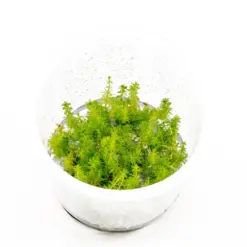 ADA IC452, Myriophyllum hippuroides Guinea, Mini Guyana Milfoil, compact milfoil aquarium plant, nano tank stem plant, feathery aquarium plant, CO₂ aquarium plant, background filler plant, tissue culture Myriophyllum, midground milfoil, tropical milfoil plant