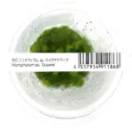 ADA IC452, Myriophyllum hippuroides Guinea, Mini Guyana Milfoil, compact milfoil aquarium plant, nano tank stem plant, feathery aquarium plant, CO₂ aquarium plant, background filler plant, tissue culture Myriophyllum, midground milfoil, tropical milfoil plant