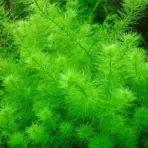 ADA IC452, Myriophyllum hippuroides Guinea, Mini Guyana Milfoil, compact milfoil aquarium plant, nano tank stem plant, feathery aquarium plant, CO₂ aquarium plant, background filler plant, tissue culture Myriophyllum, midground milfoil, tropical milfoil plant