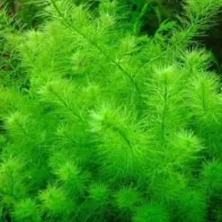 ADA IC452, Myriophyllum hippuroides Guinea, Mini Guyana Milfoil, compact milfoil aquarium plant, nano tank stem plant, feathery aquarium plant, CO₂ aquarium plant, background filler plant, tissue culture Myriophyllum, midground milfoil, tropical milfoil plant