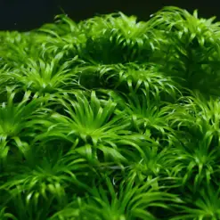 ADA IC464, Tonina fluviatilis, Tonina aquarium plant, lance leaf background stem, Amazon stem plant, aquatic white flower plant, tissue culture Tonina, planted tank background accent, CO₂ aquarium stem, medium light background plant, high-tech aquatic foliage