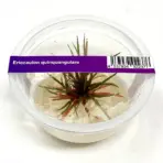 ADA IC466, Eriocaulon quinquangulare, needle rosette plant, foreground aquarium plant, compact rosette aquatic plant, high-tech nano plant, ammonia substrate Eriocaulon, tissue culture Eriocaulon, advanced aquarium plant, red base rosette, Southeast Asia aquatic plant