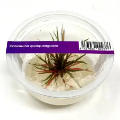 ADA IC466, Eriocaulon quinquangulare, needle rosette plant, foreground aquarium plant, compact rosette aquatic plant, high-tech nano plant, ammonia substrate Eriocaulon, tissue culture Eriocaulon, advanced aquarium plant, red base rosette, Southeast Asia aquatic plant