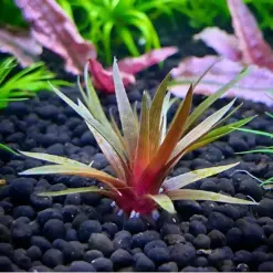 ADA IC466, Eriocaulon quinquangulare, needle rosette plant, foreground aquarium plant, compact rosette aquatic plant, high-tech nano plant, ammonia substrate Eriocaulon, tissue culture Eriocaulon, advanced aquarium plant, red base rosette, Southeast Asia aquatic plant