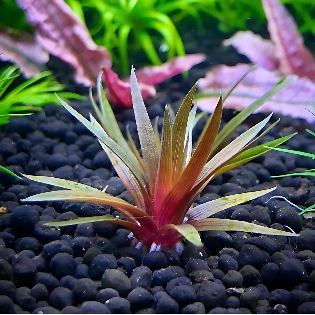 ADA IC466 Eriocaulon Quinquangular ADA IC466, Eriocaulon quinquangulare, needle rosette plant, foreground aquarium plant, compact rosette aquatic plant, high-tech nano plant, ammonia substrate Eriocaulon, tissue culture Eriocaulon, advanced aquarium plant, red base rosette, Southeast Asia aquatic plant