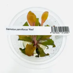 ADA IC471, Samolus parviflorus Red, red aquarium plant, midground aquatic plant, rosette stem plant, aquarium red foliage, easy red stem plant, tissue culture aquarium plant, aquatic plant for contrast, compact red plant, planted tank red accent