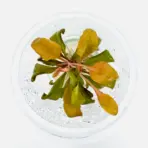 ADA IC471, Samolus parviflorus Red, red aquarium plant, midground aquatic plant, rosette stem plant, aquarium red foliage, easy red stem plant, tissue culture aquarium plant, aquatic plant for contrast, compact red plant, planted tank red accent