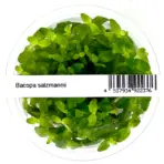 ADA IC472, Bacopa salzmannii, purple bacopa, Bacopa aquarium plant, midground stem plant, violet aquarium plant, tissue culture bacopa, planted tank accent, CO₂ aquarium plant, colorful stem plant, easy purple plant