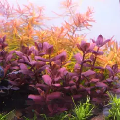 ADA IC472, Bacopa salzmannii, purple bacopa, Bacopa aquarium plant, midground stem plant, violet aquarium plant, tissue culture bacopa, planted tank accent, CO₂ aquarium plant, colorful stem plant, easy purple plant