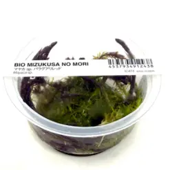 ADA IC474, Mayaca fluviatilis Paraguay, Mayaca fluvitalis, aquarium stem plant, background aquarium plant, fast growing aquatic plant, South American aquarium plant, needle leaf stem plant, Mayaca tissue culture, CO2 aquatic plant, planted tank background plant