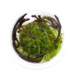 ADA IC474, Mayaca fluviatilis Paraguay, Mayaca fluvitalis, aquarium stem plant, background aquarium plant, fast growing aquatic plant, South American aquarium plant, needle leaf stem plant, Mayaca tissue culture, CO2 aquatic plant, planted tank background plant