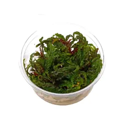 ADA IC497, Hygrophila pinnatifida, fern leaf hygrophila, epiphyte aquarium plant, midground accent plant, unique aquarium plant India, tissue culture hygrophila, high-tech hygrophila pinnatifida, planted tank fern-like plant, epiphytic aquarium plant, potassium sensitive hygrophila