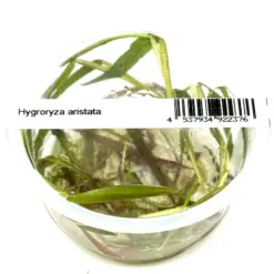 ADA IC612, Hygroryza aristata, floating bamboo plant, Asian watergrass, aquarium floating plant, tissue culture floating plant, easy floating grass, fry shelter plant, surface cover aquarium, floating aquatic grass, fast-growing floater