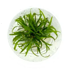 ADA IC685, Cryptocoryne spiralis Caudigera, rosette aquarium plant, textured aquarium plant, low-light Cryptocoryne, undulating leaf plant, tissue culture Cryptocoryne, aquarium midground rosette, low-tech aquarium plant, Sri Lanka aquatic plant, background accent rosette