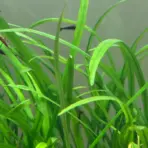 ADA IC685, Cryptocoryne spiralis Caudigera, rosette aquarium plant, textured aquarium plant, low-light Cryptocoryne, undulating leaf plant, tissue culture Cryptocoryne, aquarium midground rosette, low-tech aquarium plant, Sri Lanka aquatic plant, background accent rosette