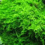 ADA IC809, christmas moss, Vesicularia montagnei, aquarium moss carpet, easy aquarium moss, freshwater moss, shrimp tank moss, tissue culture Christmas moss, foreground aquarium moss, low light moss, aquascape carpet plant