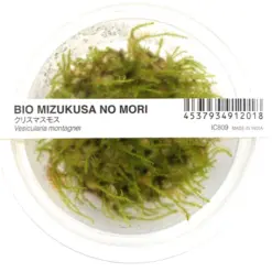 ADA IC809, christmas moss, Vesicularia montagnei, aquarium moss carpet, easy aquarium moss, freshwater moss, shrimp tank moss, tissue culture Christmas moss, foreground aquarium moss, low light moss, aquascape carpet plant