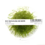 ADA IC812, Java Moss, Taxiphyllum barbieri, aquarium moss carpet, easy aquarium moss, shrimp moss, tissue culture Java Moss, low light moss, aquascape moss accent, foreground aquatic moss, versatile aquarium moss