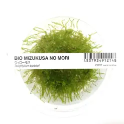 ADA IC812, Java Moss, Taxiphyllum barbieri, aquarium moss carpet, easy aquarium moss, shrimp moss, tissue culture Java Moss, low light moss, aquascape moss accent, foreground aquatic moss, versatile aquarium moss