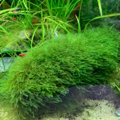 ADA IC812, Java Moss, Taxiphyllum barbieri, aquarium moss carpet, easy aquarium moss, shrimp moss, tissue culture Java Moss, low light moss, aquascape moss accent, foreground aquatic moss, versatile aquarium moss