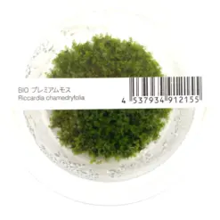 ADA IC821, Mini Pellia, Riccardia chamedryfolia, aquarium liverwort, foreground carpet plant, shrimp tank accent, tissue culture Mini Pellia, low light carpet plant, aquatic liverwort, moss-like liverwort, delicate foreground plant