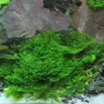 ADA IC821, Mini Pellia, Riccardia chamedryfolia, aquarium liverwort, foreground carpet plant, shrimp tank accent, tissue culture Mini Pellia, low light carpet plant, aquatic liverwort, moss-like liverwort, delicate foreground plant