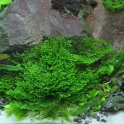 ADA IC821, Mini Pellia, Riccardia chamedryfolia, aquarium liverwort, foreground carpet plant, shrimp tank accent, tissue culture Mini Pellia, low light carpet plant, aquatic liverwort, moss-like liverwort, delicate foreground plant
